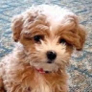 Meet your Posher, Ava